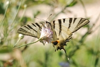 Iphiclides podalirius